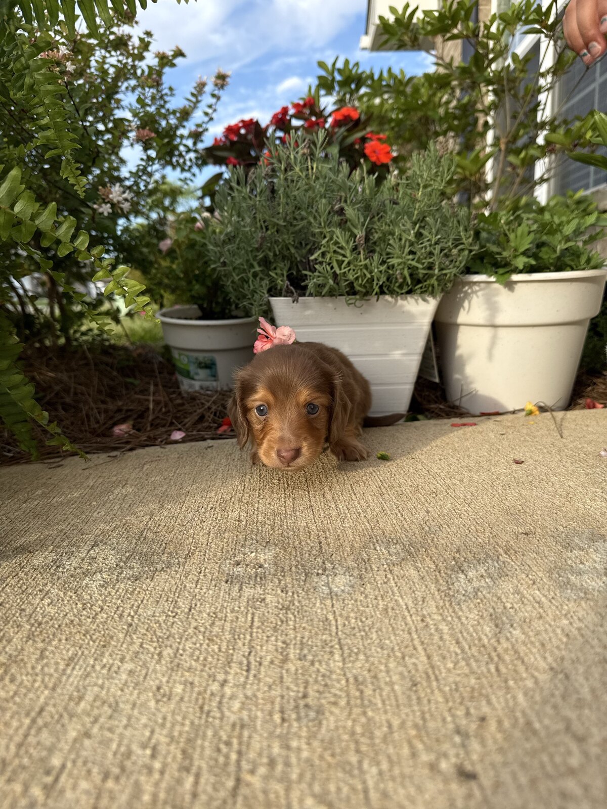Ace, a reserved male light chocolate and tan miniature dachshund puppy