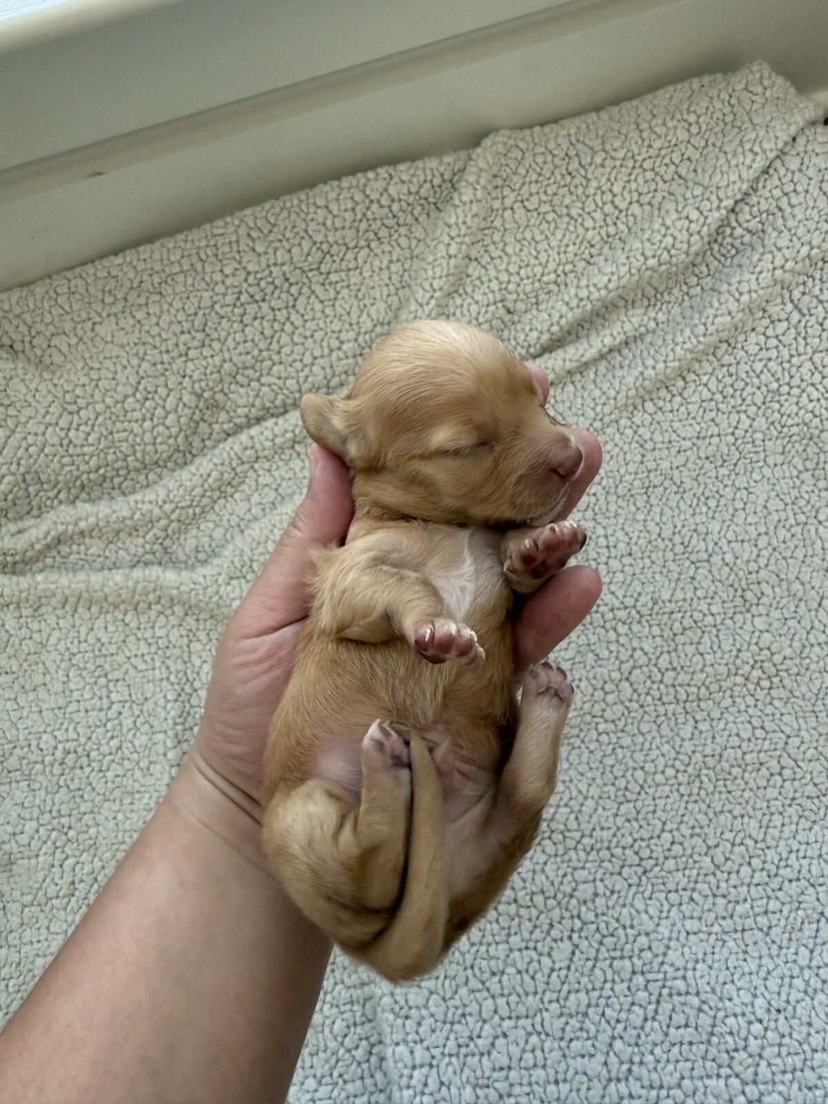Bear, an available male cream miniature dachshund puppy