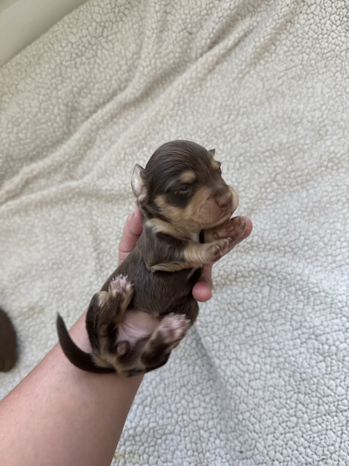 Cinnamon Roll, an available female dark chocolate and tan miniature dachshund puppy