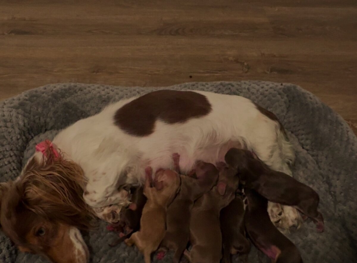 Mila, a piebald long-haired miniature dachshund, nursing her puppies