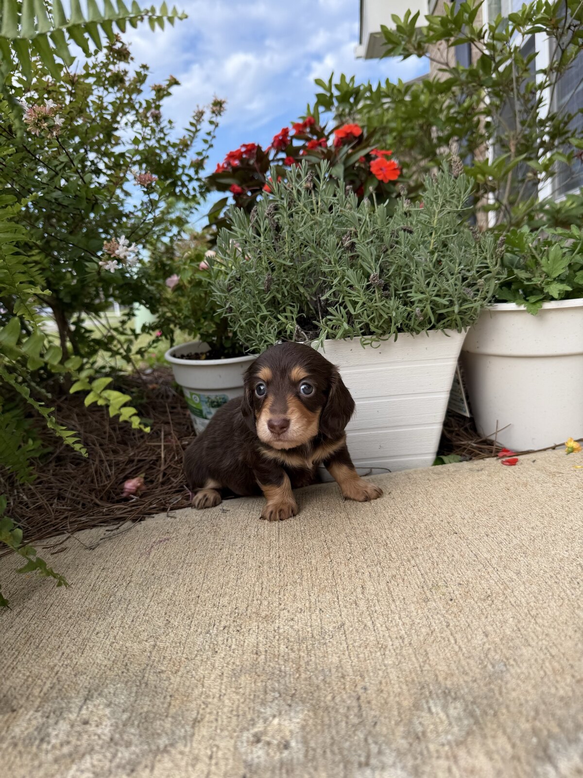 Sasha, a reserved female dark chocolate and tan miniature dachshund puppy