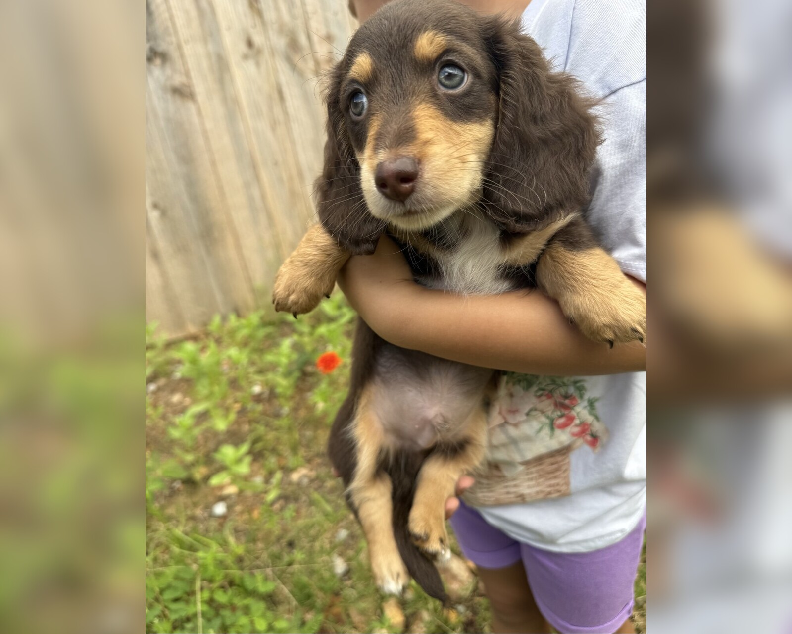 Teddy, a reserved male chocolate and tan miniature dachshund puppy