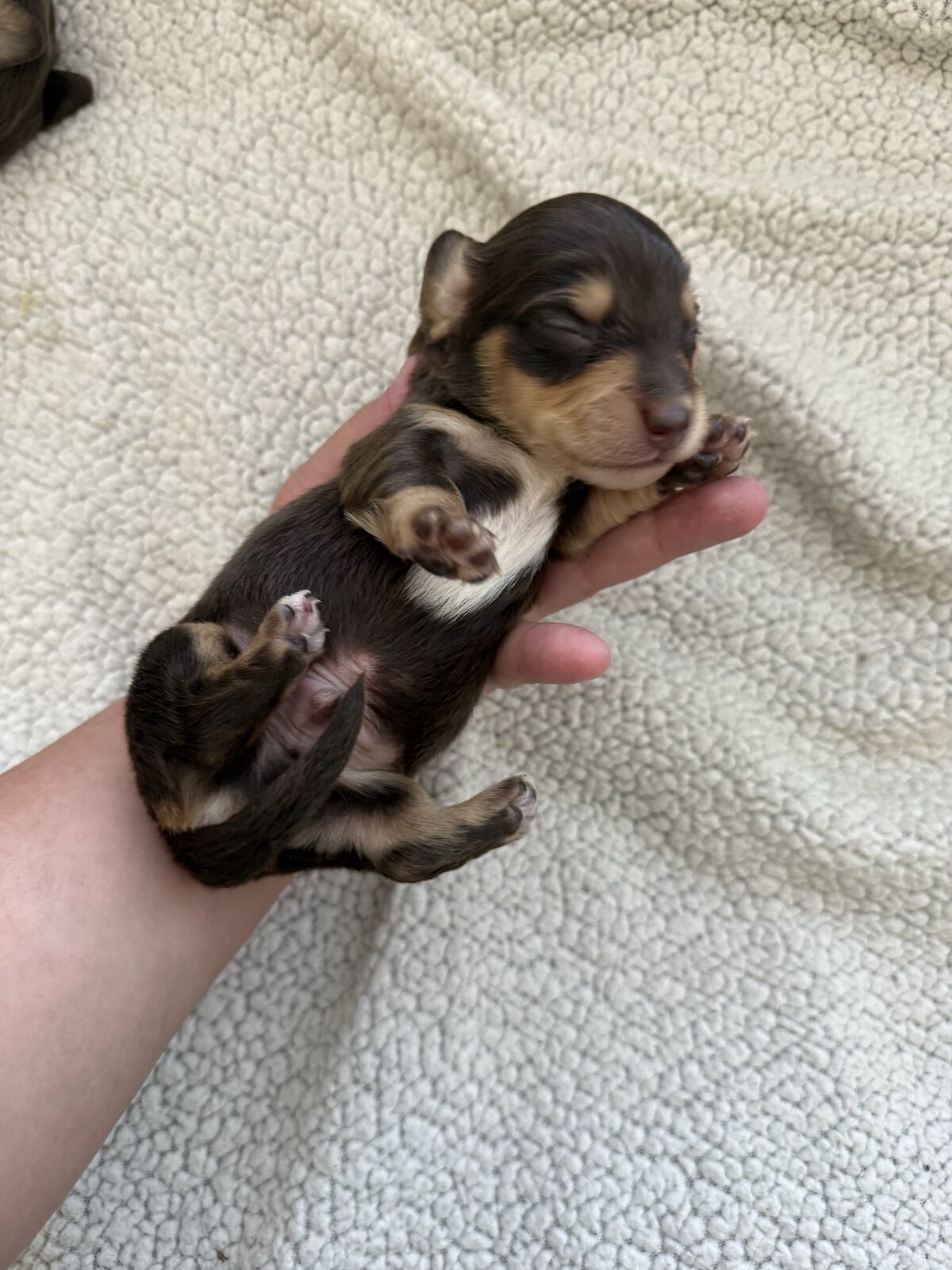 Teddy, a reserved male chocolate and tan miniature dachshund puppy