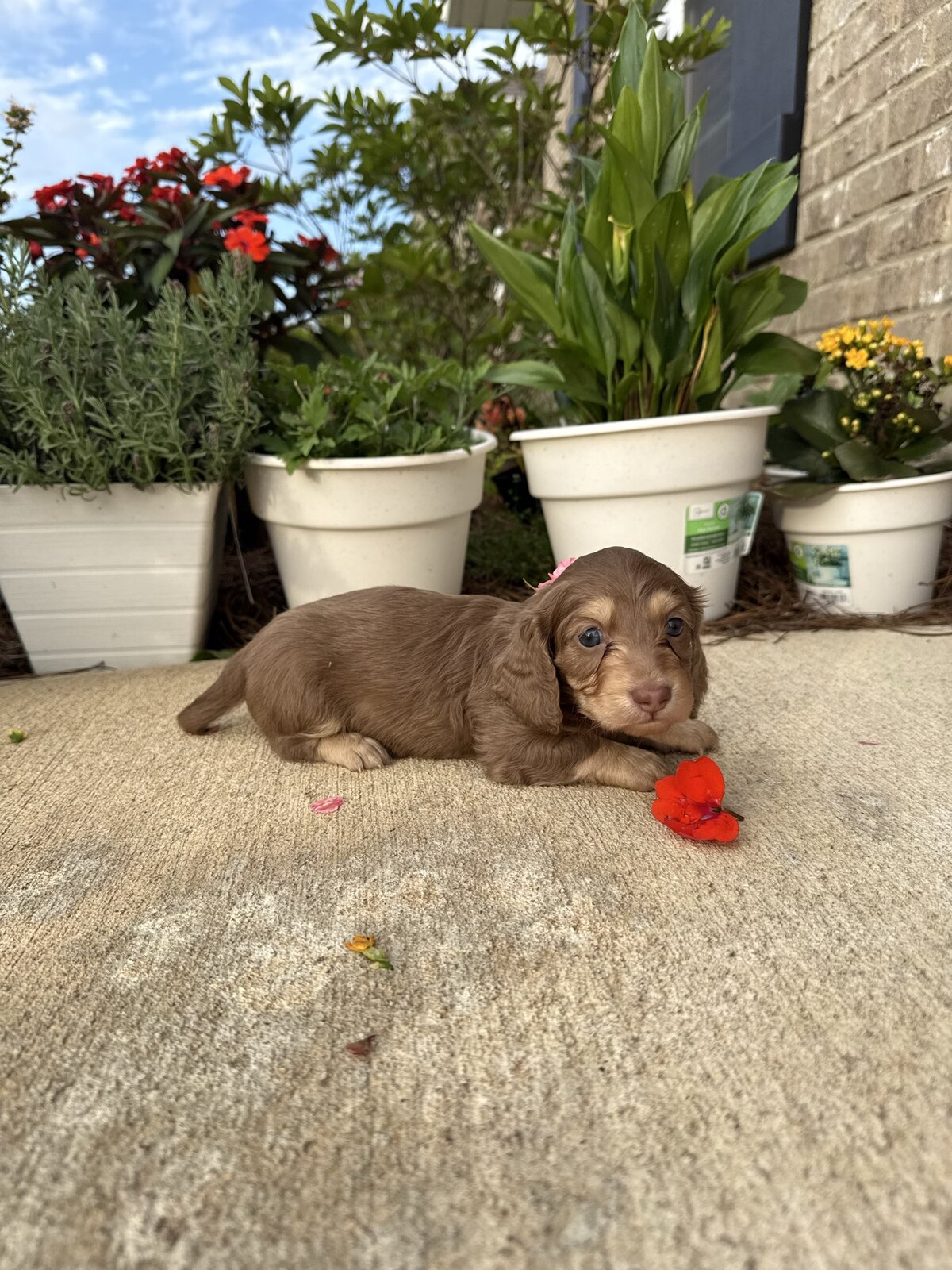 Bo, a reserved male light chocolate and tan miniature dachshund puppy